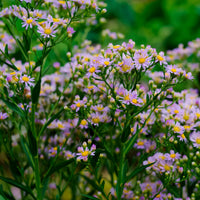 Aster d'automne ageratoides 'Stardust' Violet