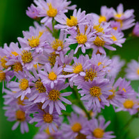 Aster d'automne ageratoides 'Stardust' Violet