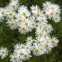 Aster d'automne ageratoides 'Ashvi' Blanc - Bio