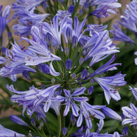 Lis africain Agapanthus 'Charlotte' Bleu - Bio