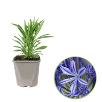 Lis africain Agapanthus 'Charlotte' Bleu - Bio