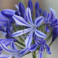 Lis africain Agapanthus 'Charlotte' Bleu - Bio