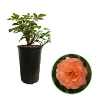 Rosier à grandes fleurs Rosa 'Tea Time'®  Orangé