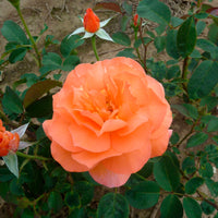 Rosier à grandes fleurs Rosa 'Tea Time'®  Orangé