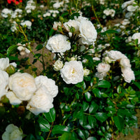 Rosier Rosa 'Crystal Fairy'®  Blanc