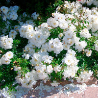 Rosier Rosa 'Diamant'®  Blanc
