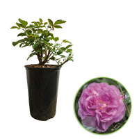 Rosier Rosa 'Saphir'®  Violet