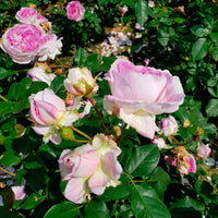 Rosier Rosa 'Saphir'®  Violet