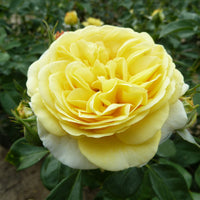 Rosier multiflore Rosa 'Inka' jaune