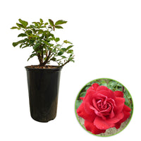 Rosa 'Störtebeker'®  Rosier à grandes fleurs Rouge