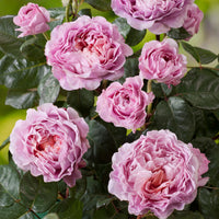 Rosier à grandes fleurs Rosa 'Eisvogel'®  Rose