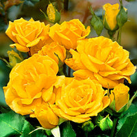 Rosier-tige Rosa 'Friesia'®  Jaune