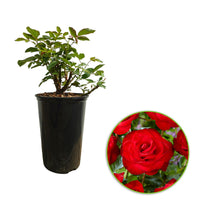 Rosier Rosa 'Santana'® Rouge