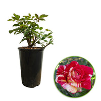 Rosier à grandes fleurs Rosa 'Broceliande'® Rouge-Jaune