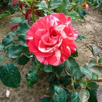 Rosier à grandes fleurs Rosa 'Broceliande'® Rouge-Jaune