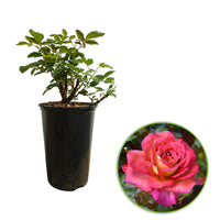 Rosier à grandes fleurs Rosa 'Parfum de Grasse'®  Jaune-Rose
