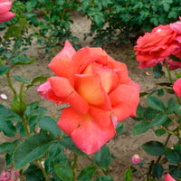Rosier à grandes fleurs Rosa 'Parfum de Grasse'®  Jaune-Rose