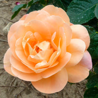 Rosier à grandes fleurs Rosa 'Isabelle Autissier'® Rose-Jaune