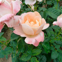 Rosier à grandes fleurs Rosa 'Isabelle Autissier'® Rose-Jaune