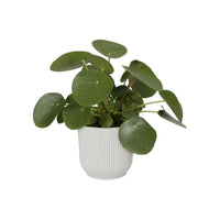 Elho pot de fleurs Vibes Fold rond blanc - Pot pour l'intérieur