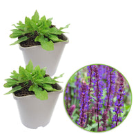 Sauge des bois Salvia 'Caradonna' - Biologique violet