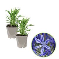 Lis africain Agapanthus 'Charlotte' Bleu - Bio