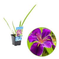 Lys noir Iris 'Black Gamecock' violet - Plante des marais, Plante de berge