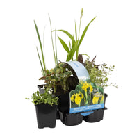 6x Plantes de bassin indigènes - Mélange - Plante de berge