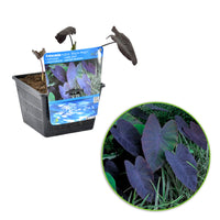 Oreilles d'éléphant Colocasia 'Black Magic' violet - Plante des marais, Plante de berge
