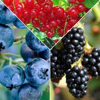 3x Arbuste fruitier Groseille 'Jonkheer van Tets', myrtille 'Reka', mûre 'Black Satin' - Mélange 'Une confiture fruitée' - Biologique