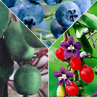 3x Baies de Goji 'Princess Tao', myrtille 'Reka', kiwaï 'Issai' - Mélange 'Superaliment' - Biologique