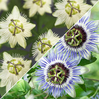 3x Passiflore Passiflora - Mélange 'Les amateurs de soleil' bleu-violet-blanc