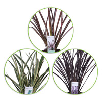 3x Lin de Nouvelle-Zélande Phormium - Mélange 'Herbe exotique'