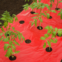 Nature Film de paillage pour tomates