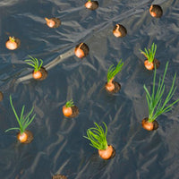 Nature Film de paillage pour petits légumes