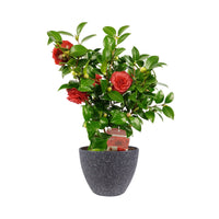 Camélia Camellia japonica 'Black Lace' rouge avec cache-pot