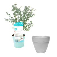Gommier Eucalyptus gunnii 'Azura' blanc avec cache-pot