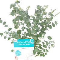 Gommier Eucalyptus gunnii 'Azura' blanc avec cache-pot