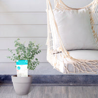 Gommier Eucalyptus gunnii 'Azura' blanc avec cache-pot