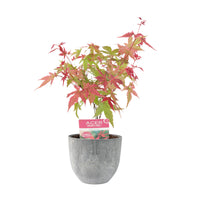 Érable du Japon Acer 'Beni-maiko' rose-rouge avec cache-pot