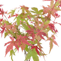 Érable du Japon Acer 'Beni-maiko' rose-rouge avec cache-pot
