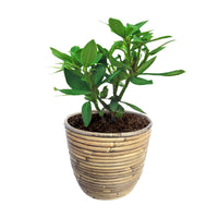 Rhododendron 'Polarnacht' violet avec cache-pot