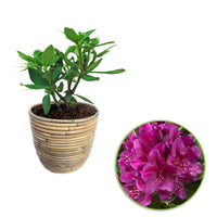 Rhododendron 'Polarnacht' violet avec cache-pot