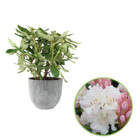 Rhododendron 'Cunningham's White' blanc avec cache-pot