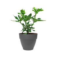Rhododendron 'Nova Zembla' rose avec cache-pot