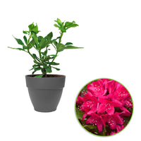 Rhododendron 'Nova Zembla' rose avec cache-pot