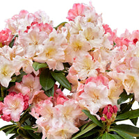 Rhododendron 'Percy Wiseman' avec cache-pot Rose-Jaune-Blanc