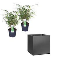 2 Bambou Fargesia rufa avec cache-pot noir