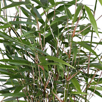 2 Bambou Fargesia rufa avec cache-pot noir