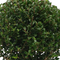 Houx du Japon Ilex crenata avec cache-pot en zinc